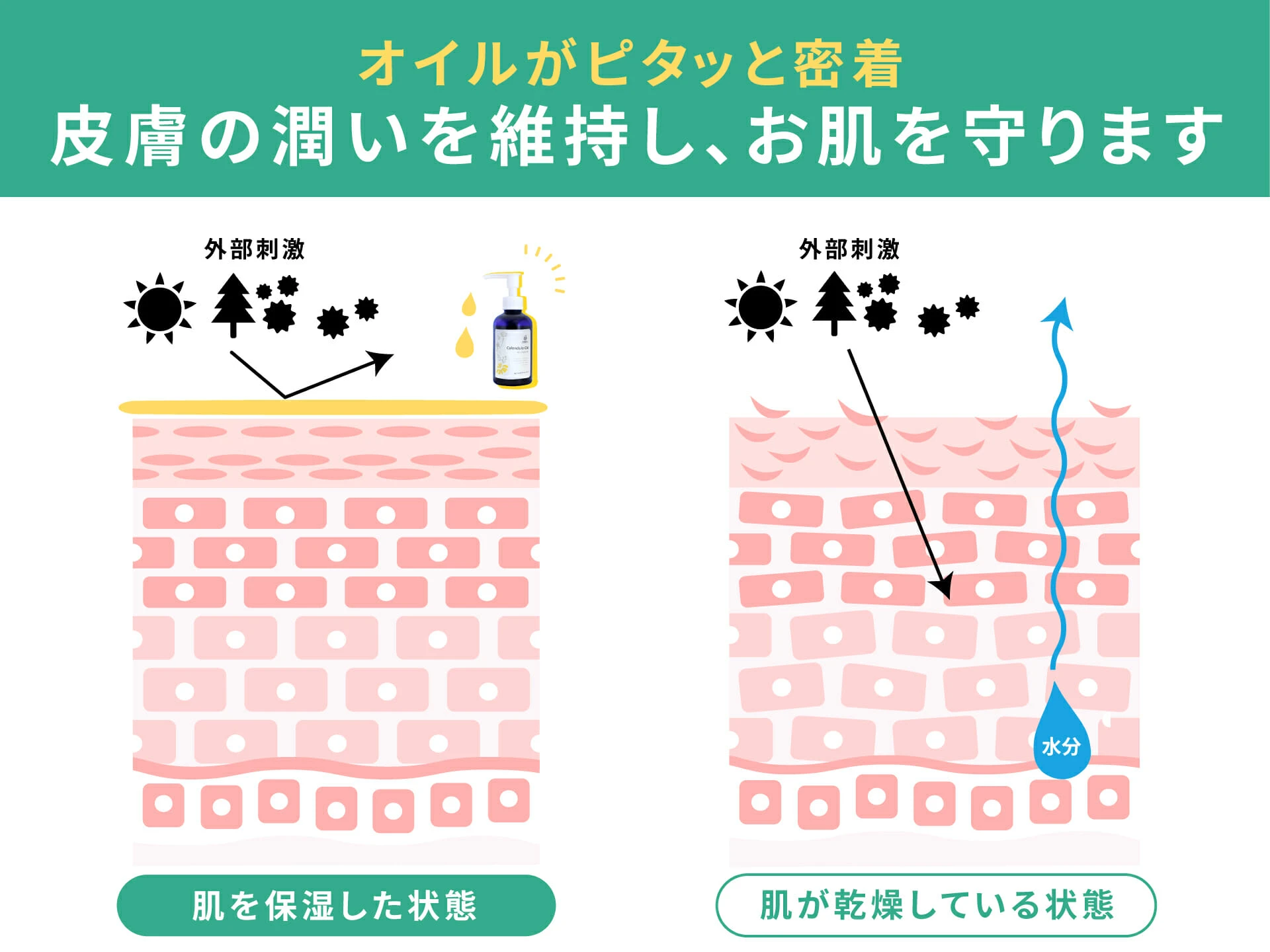 オイルが皮膚の潤いを維持し、お肌を守る仕組みの図解